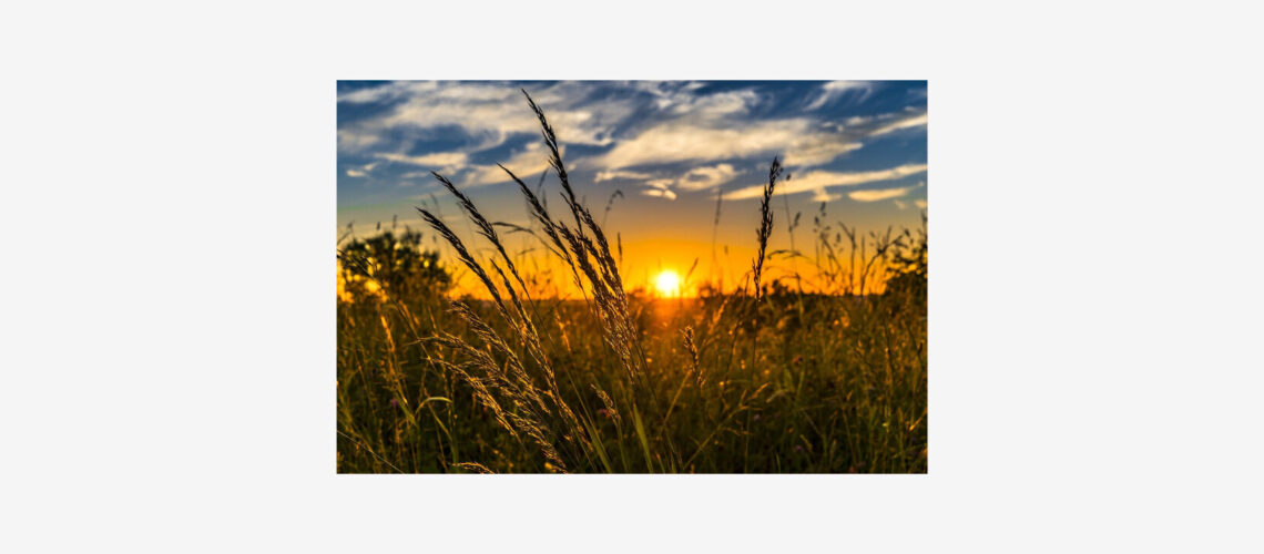 pelto kuva brunssi artikkeliin